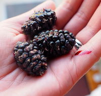 Baileys Lane - Accommodation Newcastle