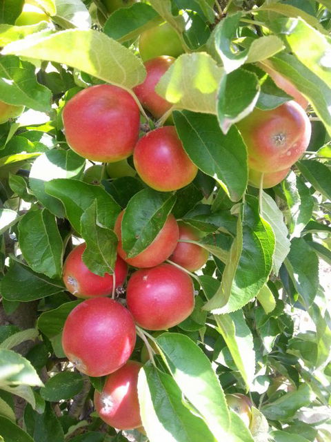 Ballachulish Farm Stay - Accommodation Newcastle 5