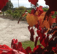 Under the Vines - Accommodation Newcastle