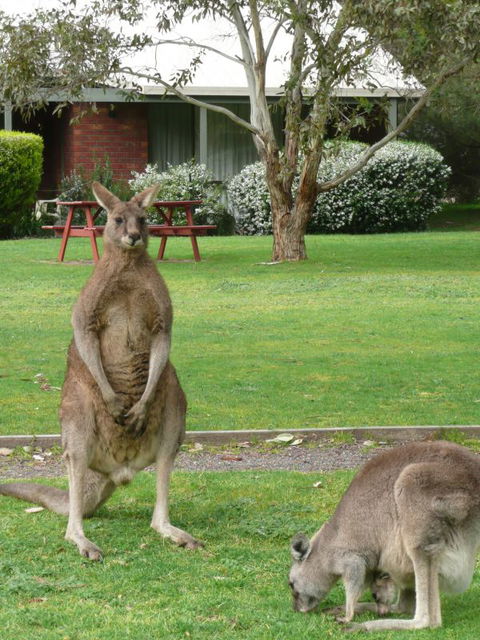 Pinnacle Holiday Lodge - Accommodation Newcastle 8