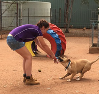 Pinecrest Boarding Kennels  Cattery - Accommodation Newcastle