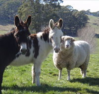 Avaleigh Elms Farmstay - Accommodation Newcastle