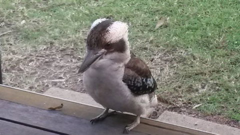 Lake Awoonga Caravan Park - Accommodation Newcastle 5