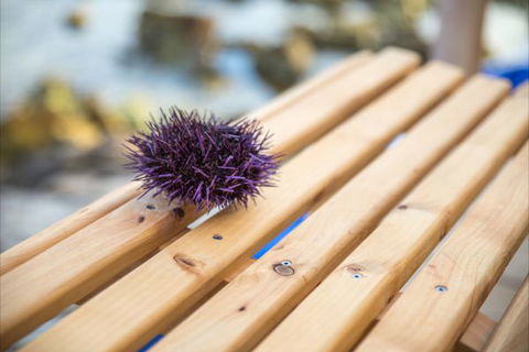 Picnic Island - Accommodation Newcastle 8