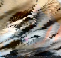 Pet Buddy - Accommodation Newcastle