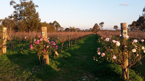 Emma’s Cottage Vineyard - Accommodation Newcastle 1