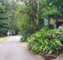Tamborine Mountain Caravan  Camping - Accommodation Newcastle
