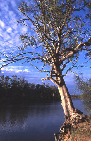 Weir Caravan Park Robinvale - Accommodation Newcastle 3