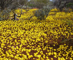 Yalgoo Caravan Park - Accommodation Newcastle 3