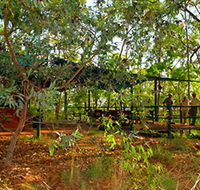Arnhemland Barramundi Nature Lodge - Accommodation Newcastle
