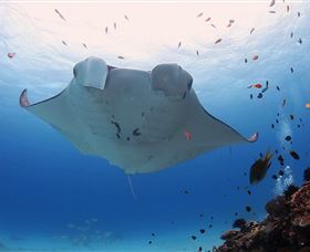 Lady Elliot Island Eco Resort - Accommodation Newcastle 3