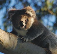 Bimbi Park Camping Under Koalas - Accommodation Newcastle