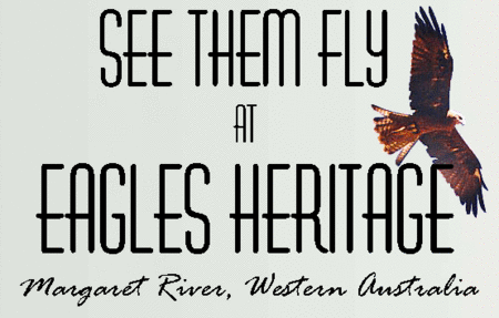 Eagles Heritage Raptor Wildlife Centre - Accommodation Newcastle 0
