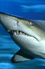 The Aquarium Of Western Australia - Accommodation Newcastle 2