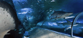 The Aquarium Of Western Australia - Accommodation Newcastle 3