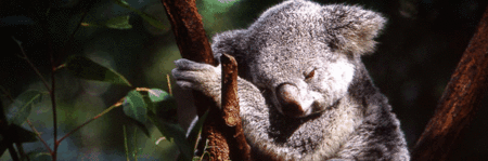 Koala and River Cruise by Mirimar Cruises - Accommodation Newcastle