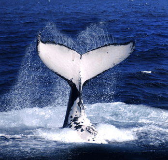Brisbane Whale Watching - Accommodation Newcastle 0
