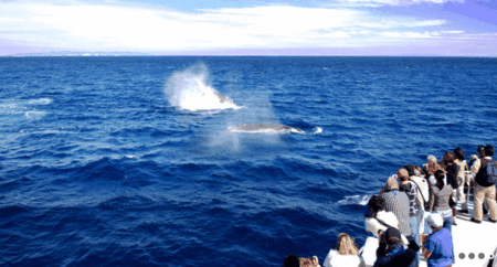 Brisbane Whale Watching - Accommodation Newcastle 1