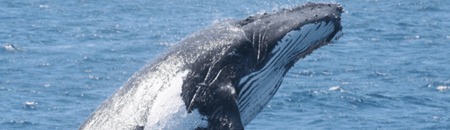 Brisbane Whale Watching - Accommodation Newcastle 2