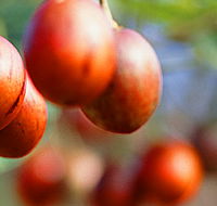 Tropical Fruit World - Accommodation Newcastle