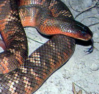 Armadale Reptile  Wildlife Centre - Accommodation Newcastle