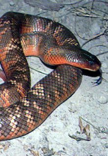 Armadale Reptile & Wildlife Centre - Accommodation Newcastle 0