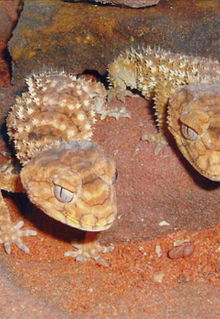 Armadale Reptile & Wildlife Centre - Accommodation Newcastle 1