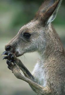 Armadale Reptile & Wildlife Centre - Accommodation Newcastle 2