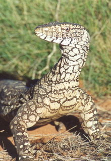 Armadale Reptile & Wildlife Centre - Accommodation Newcastle 3