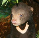 Perth Zoo - Accommodation Newcastle