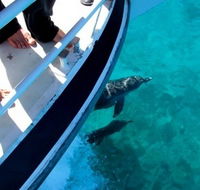 Pelican Charters - Accommodation Newcastle