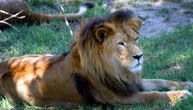 Mogo Zoo - Accommodation Newcastle 1