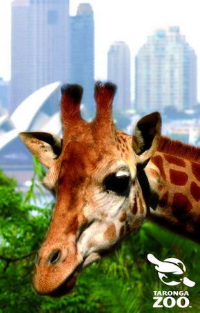 Taronga Zoo - Accommodation Newcastle 3