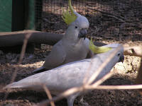 Wirrimbirra Sanctuary - Accommodation Newcastle 1