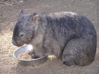 Wirrimbirra Sanctuary - Accommodation Newcastle 2