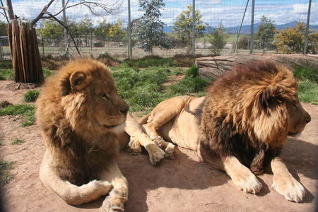Mansfield Zoo - Accommodation Newcastle 0