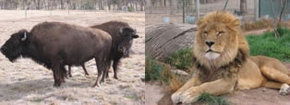 Mansfield Zoo - Accommodation Newcastle 3