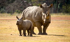 Werribee Open Range Zoo - Accommodation Newcastle 3
