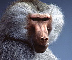 Alma Park Zoo - Accommodation Newcastle 1