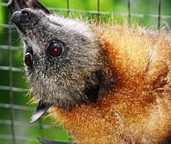 Alma Park Zoo - Accommodation Newcastle 2