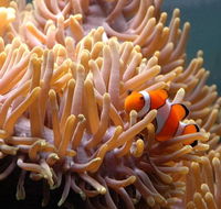 Reef HQ Great Barrier Reef Aquarium - Accommodation Newcastle