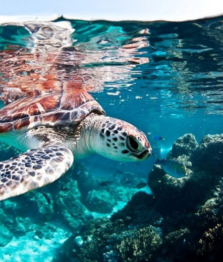 Reef HQ Great Barrier Reef Aquarium - Accommodation Newcastle 1