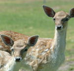 Marapana Wildlife Park - Accommodation Newcastle