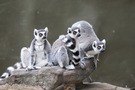 Adelaide Zoo - Accommodation Newcastle 0