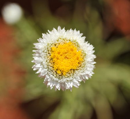 Alice Springs Desert Park - Accommodation Newcastle 1