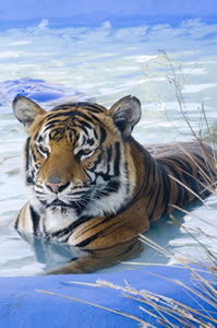 Zoo Doo Wildlife Park - Accommodation Newcastle 0