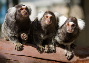 Zoo Doo Wildlife Park - Accommodation Newcastle 1