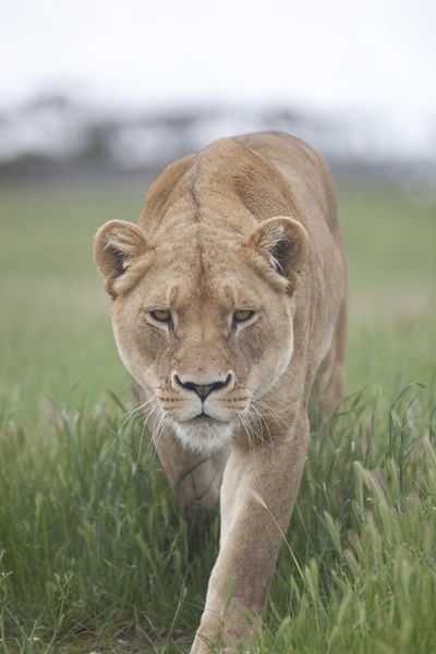 Monarto Zoo - Accommodation Newcastle 2