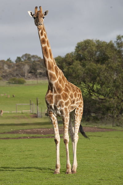 Monarto Zoo - Accommodation Newcastle 3