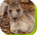 Calmsley Hill City Farm - Accommodation Newcastle